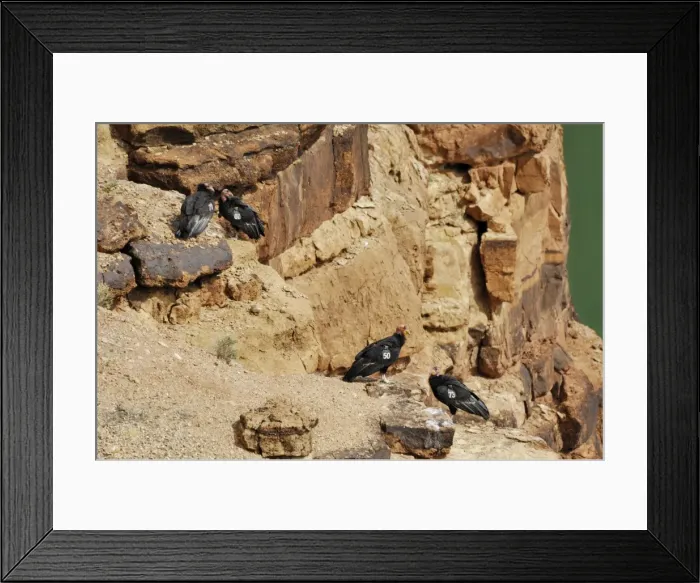Framed Print : California Condors - with tags - perched on rocks - Grand Canyon National Park - Arizona - USA _CXA2346