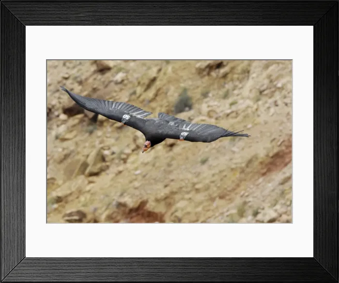 Framed Print : California Condor - with tags - in flight - Marble Canyon - Grand Canyon National Park - Arizona - USA _CXA2507