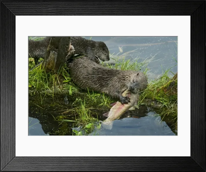 Framed Print : Northern River Otter - mother eating a rainbow trout while her young pups try to snatch a bite (they are still mostly nursing at this stage though certainly interested in the fish) Framed Print : Northern River Otter - mother eating a rainbow trout while her young pups try to snatch a bite (they are still mostly nursing at this stage though certainly interested in the fish)