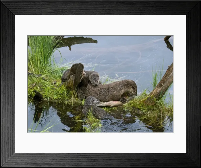 Framed Print : Northern River Otter - mother eating a rainbow trout while her young pups try to snatch a bite (they are still mostly nursing at this stage though certainly interested in the fish) Framed Print : Northern River Otter - mother eating a rainbow trout while her young pups try to snatch a bite (they are still mostly nursing at this stage though certainly interested in the fish)