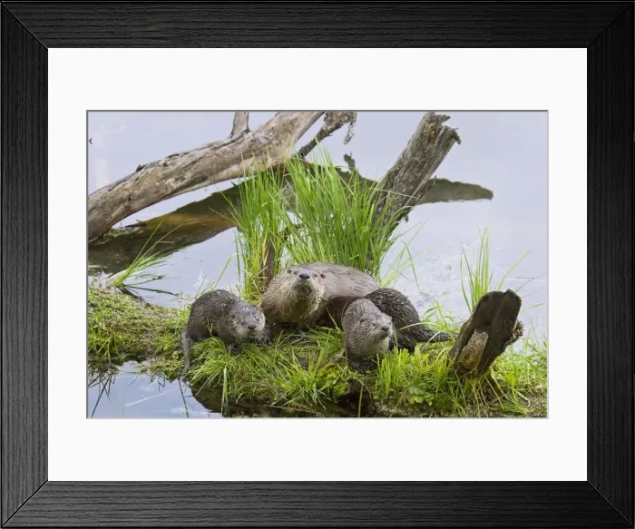 Framed Print : Northern River Otter - mother and pups - Northern Rockies - Montana - Wyoming - Western USA - Summer _D2A2478 Framed Print : Northern River Otter - mother and pups - Northern Rockies - Montana - Wyoming - Western USA - Summer _D2A2478