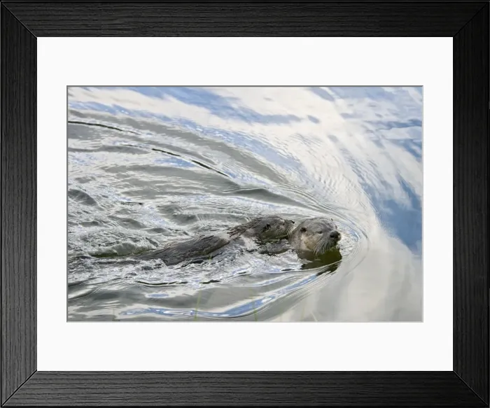 Framed Print : Northern River Otter - mother swimming with pup riding on her back - Northern Rockies - Montana - Wyoming - Western USA - Summer _D3A4100 Framed Print : Northern River Otter - mother swimming with pup riding on her back - Northern Rockies - Montana - Wyoming - Western USA - Summer _D3A4100