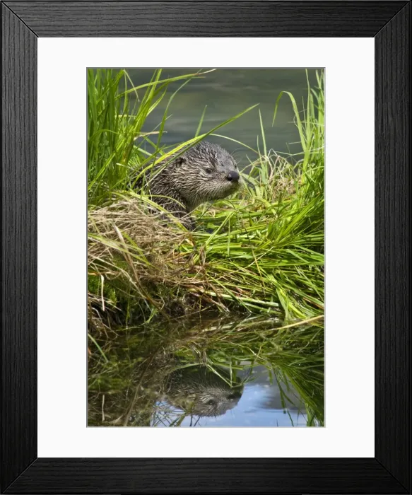 Framed Print : Northern River Otter - pup - Northern Rockies - Montana - Wyoming - Western USA - Summer _D3A4399 Framed Print : Northern River Otter - pup - Northern Rockies - Montana - Wyoming - Western USA - Summer _D3A4399