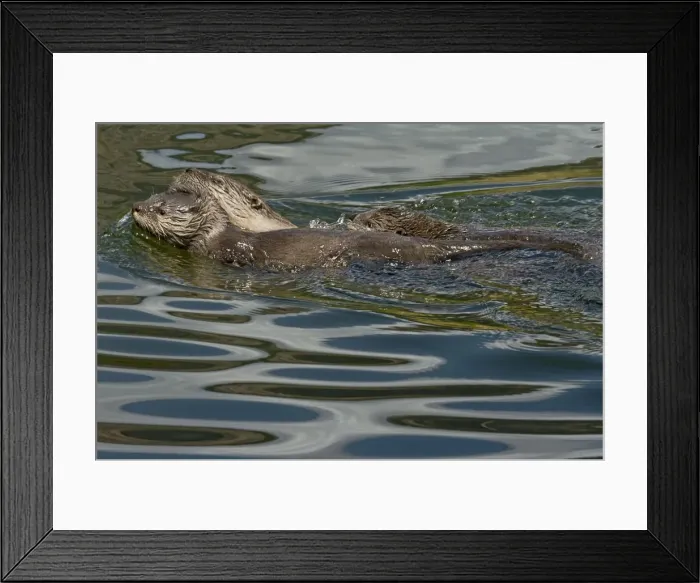 Framed Print : Northern River Otter - mother towing pup with her mouth while swimming to a log - Northern Rockies - Montana - Wyoming - Western USA - Summer _D3A4436 Framed Print : Northern River Otter - mother towing pup with her mouth while swimming to a log - Northern Rockies - Montana - Wyoming - Western USA - Summer _D3A4436