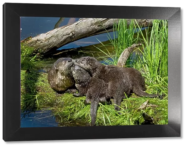 Northern River Otter - mother and pups - Northern Rockies - Montana - Wyoming - Western USA - Summer _D3A4668