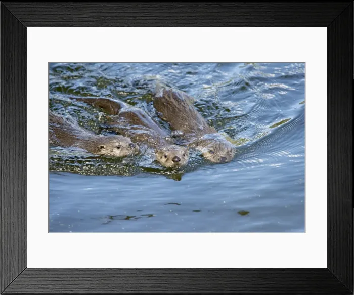 Framed Print : Northern River Otter - pups swimming - Northern Rockies - Montana - Wyoming - Western USA - Summer _D3A4772 Framed Print : Northern River Otter - pups swimming - Northern Rockies - Montana - Wyoming - Western USA - Summer _D3A4772