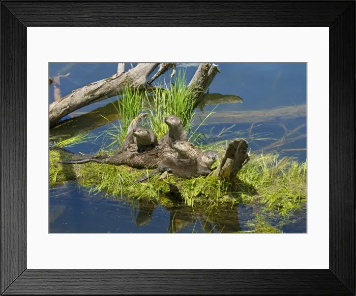 Framed Print : Northern River Otter - mother and pups - Northern Rockies - Montana - Wyoming - Western USA - Summer _D3A4831 Framed Print : Northern River Otter - mother and pups - Northern Rockies - Montana - Wyoming - Western USA - Summer _D3A4831