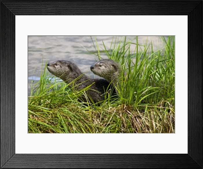 Framed Print : Northern River Otter - pups on grass covered log along the edge of a lake - Northern Rockies - Montana - Wyoming - Western USA - Summer _D3A5080 Framed Print : Northern River Otter - pups on grass covered log along the edge of a lake - Northern Rockies - Montana - Wyoming - Western USA - Summer _D3A5080