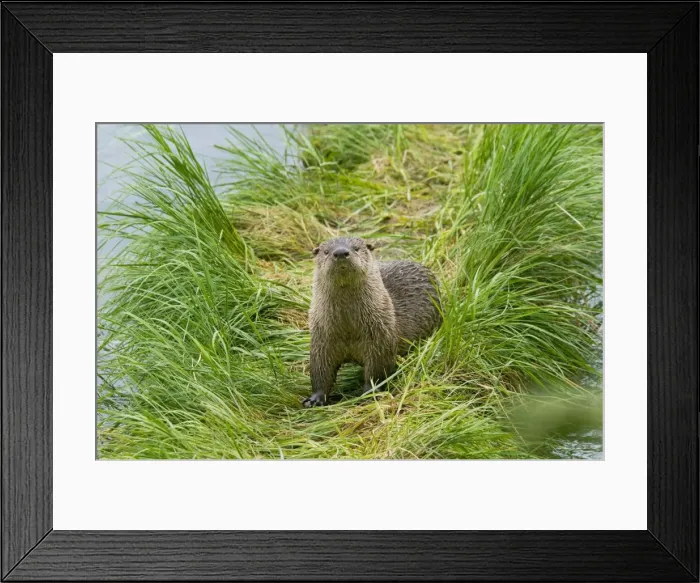 Framed Print : Northern River Otter - Northern Rockies - Montana - Wyoming - Western USA - Summer _D3A5267 Framed Print : Northern River Otter - Northern Rockies - Montana - Wyoming - Western USA - Summer _D3A5267