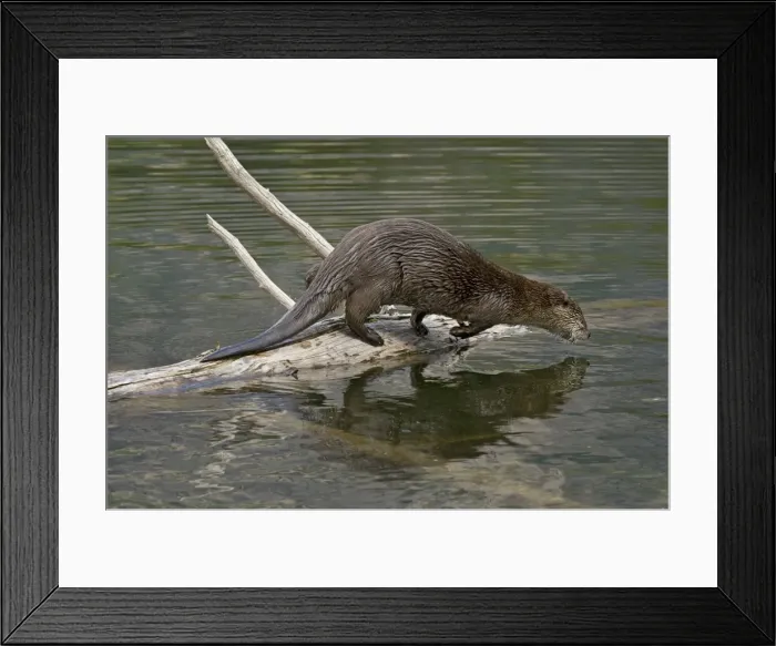 Framed Print : Northern River Otter - diving into lake - Northern Rockies - Montana - Wyoming - Western USA - Summer _D3A5283 Framed Print : Northern River Otter - diving into lake - Northern Rockies - Montana - Wyoming - Western USA - Summer _D3A5283