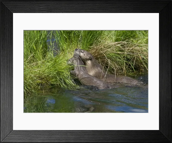 Framed Print : Northern River Otter - mother carries young pup with her mouth to grassy log - Northern Rockies - Montana - Wyoming - Western USA - Summer _D3A5330 Framed Print : Northern River Otter - mother carries young pup with her mouth to grassy log - Northern Rockies - Montana - Wyoming - Western USA - Summer _D3A5330