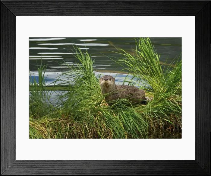 Framed Print : Northern River Otter - pup on grass covered log along the edge of a lake - Northern Rockies - Montana - Wyoming - Western USA - June _D3A5376 Framed Print : Northern River Otter - pup on grass covered log along the edge of a lake - Northern Rockies - Montana - Wyoming - Western USA - June _D3A5376