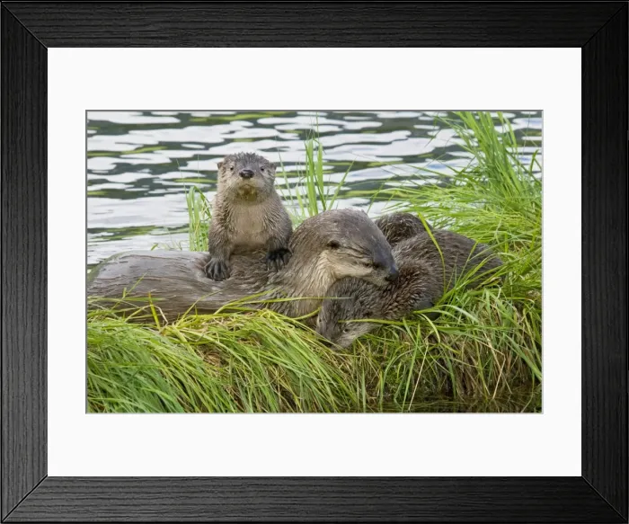 Framed Print : Northern River Otter - mother and pups - Northern Rockies - Montana - Wyoming - Western USA - Summer _D3A5415 Framed Print : Northern River Otter - mother and pups - Northern Rockies - Montana - Wyoming - Western USA - Summer _D3A5415