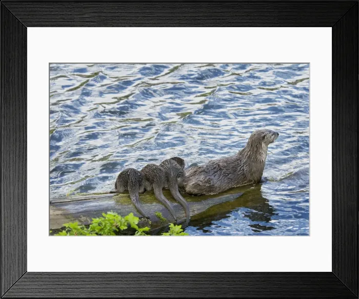 Framed Print : Northern River Otter - mother and pups on log along the edge of a lake - Northern Rockies - Montana - Wyoming - Western USA - Summer _D3A5502