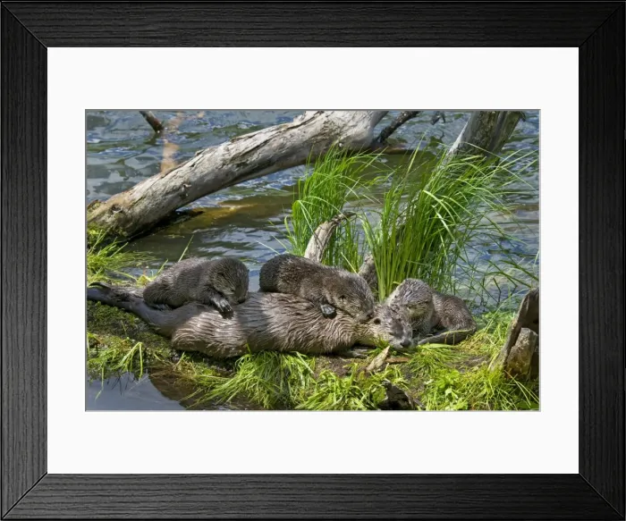 Framed Print : Northern River Otter - mother and pups on grass covered log along the edge of a lake - Northern Rockies - Montana - Wyoming - Western USA - Summer _D3A5650 Framed Print : Northern River Otter - mother and pups on grass covered log along the edge of a lake - Northern Rockies - Montana - Wyoming - Western USA - Summer _D3A5650