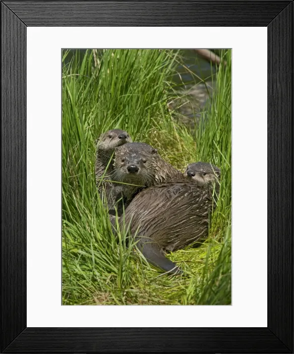 Framed Print : Northern River Otter - mother and pups on grass covered log along the edge of a lake - Northern Rockies - Montana - Wyoming - Western USA - Summer _D3A5802 Framed Print : Northern River Otter - mother and pups on grass covered log along the edge of a lake - Northern Rockies - Montana - Wyoming - Western USA - Summer _D3A5802
