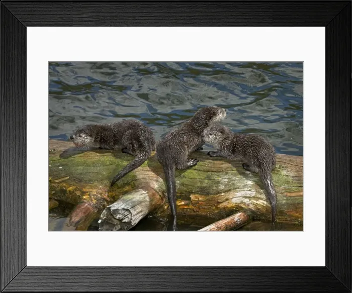 Framed Print : Northern River Otter - pups on log along edge of lake - pup on left has piece of cutthroat trout but just learning to eat fish at this stage of their lives - Northern Rockies - Montana - Wyoming - Western USA - Summer _D3A5992 Framed Print : Northern River Otter - pups on log along edge of lake - pup on left has piece of cutthroat trout but just learning to eat fish at this stage of their lives - Northern Rockies - Montana - Wyoming - Western USA - Summer _D3A5992