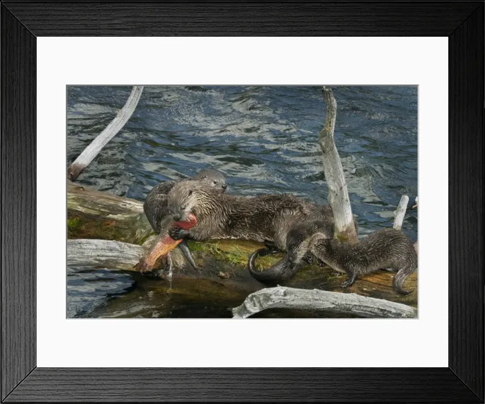 Framed Print : Northern River Otter - mother with young pups feeding on cutthroat trout - (at this stage the pups do not have large enough teeth to kill and eat this trout) - Northern Rockies - Montana - Wyoming - Western USA - Summer _D3A6007 Framed Print : Northern River Otter - mother with young pups feeding on cutthroat trout - (at this stage the pups do not have large enough teeth to kill and eat this trout) - Northern Rockies - Montana - Wyoming - Western USA - Summer _D3A6007