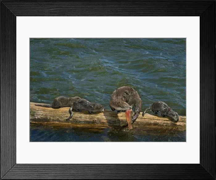Framed Print : Northern River Otter - mother feeding on cutthroat trout with young pups - (at this stage the pups do not have large enough teeth to kill and eat this trout) - Northern Rockies - Montana - Wyoming - Western USA - Summer _D3A6023 Framed Print : Northern River Otter - mother feeding on cutthroat trout with young pups - (at this stage the pups do not have large enough teeth to kill and eat this trout) - Northern Rockies - Montana - Wyoming - Western USA - Summer _D3A6023