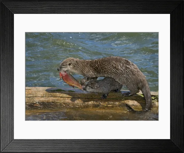 Framed Print : Northern River Otter - mother feeding on cutthroat trout with young pups - (at this stage the pups do not have large enough teeth to kill and eat this trout) - Northern Rockies - Montana - Wyoming - Western USA - Summer _D3A6029 Framed Print : Northern River Otter - mother feeding on cutthroat trout with young pups - (at this stage the pups do not have large enough teeth to kill and eat this trout) - Northern Rockies - Montana - Wyoming - Western USA - Summer _D3A6029