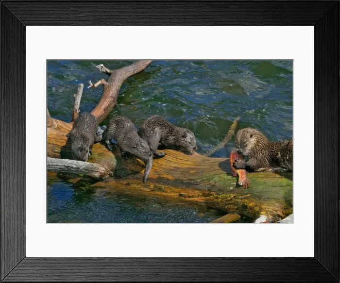 Framed Print : Northern River Otter - mother feeding on cutthroat trout with young pups - (at this stage the pups do not have large enough teeth to kill and eat this trout) - Northern Rockies - Montana - Wyoming - Western USA - Summer _D3A6037 1 Framed Print : Northern River Otter - mother feeding on cutthroat trout with young pups - (at this stage the pups do not have large enough teeth to kill and eat this trout) - Northern Rockies - Montana - Wyoming - Western USA - Summer _D3A6037 1
