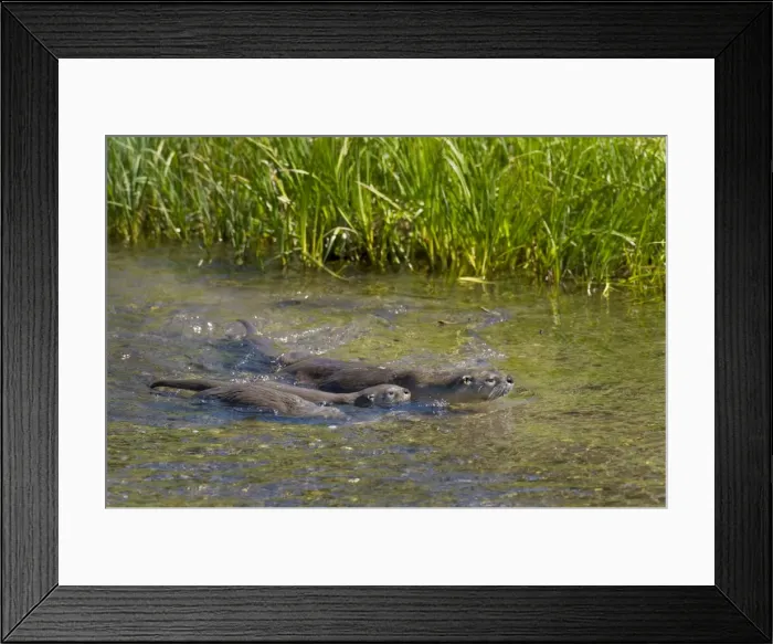 Framed Print : Northern River Otter - mother swimming with young pups - Northern Rockies - Montana - Wyoming - Western USA - Summer _D3A6204 Framed Print : Northern River Otter - mother swimming with young pups - Northern Rockies - Montana - Wyoming - Western USA - Summer _D3A6204