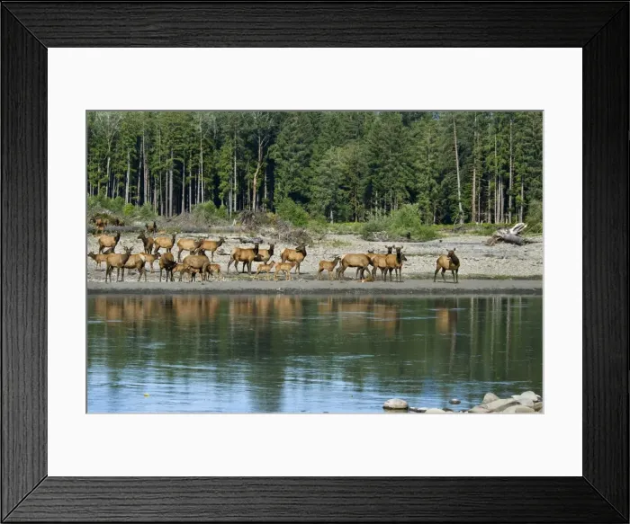 Framed Print : Roosevelt Elk / Olympic Elk - along the Queets River - Olympic National Park - Washington - Pacific Northwest - USA - summer _D3A6602 Framed Print : Roosevelt Elk / Olympic Elk - along the Queets River - Olympic National Park - Washington - Pacific Northwest - USA - summer _D3A6602