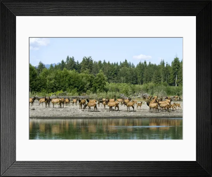 Framed Print : Roosevelt Elk / Olympic Elk - along the Queets River - Olympic National Park - Washington - Pacific Northwest - USA - summer _D3A6616 Framed Print : Roosevelt Elk / Olympic Elk - along the Queets River - Olympic National Park - Washington - Pacific Northwest - USA - summer _D3A6616