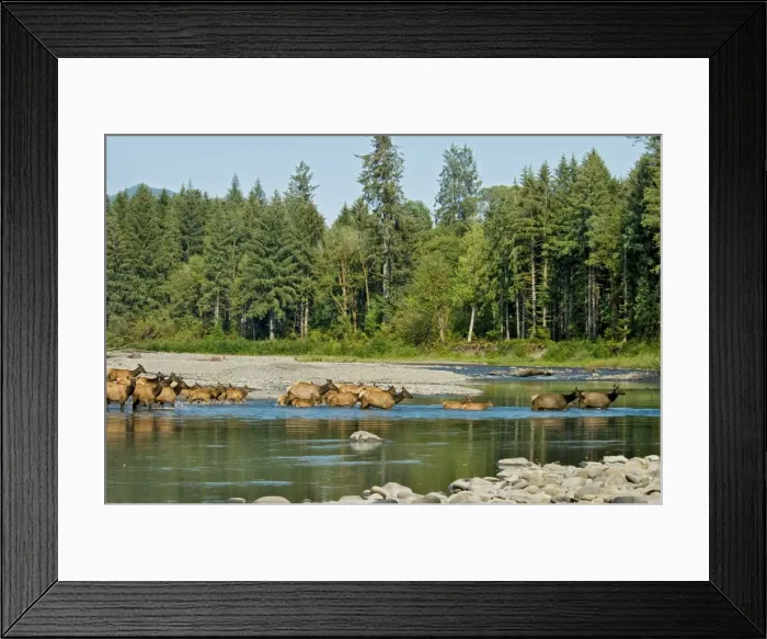 Framed Print : Roosevelt Elk / Olympic Elk - crossing the Queets River - Olympic National Park - Washington - Pacific Northwest - USA - summer _D3A6667 Framed Print : Roosevelt Elk / Olympic Elk - crossing the Queets River - Olympic National Park - Washington - Pacific Northwest - USA - summer _D3A6667