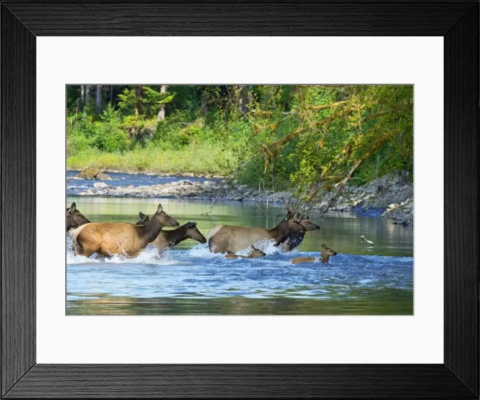 Framed Print : Roosevelt Elk / Olympic Elk - crossing the Queets River - Olympic National Park - Washington - Pacific Northwest - USA - summer _D3A6684 Framed Print : Roosevelt Elk / Olympic Elk - crossing the Queets River - Olympic National Park - Washington - Pacific Northwest - USA - summer _D3A6684