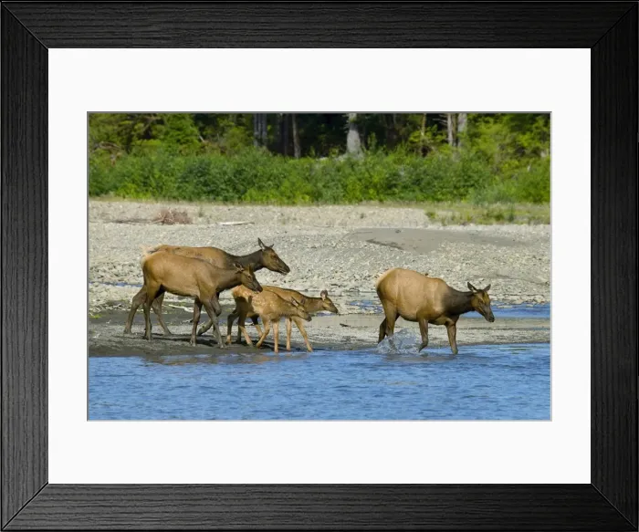 Framed Print : Roosevelt Elk / Olympic Elk - along the Queets River - Olympic National Park - Washington - Pacific Northwest - USA - summer _D3A6711 Framed Print : Roosevelt Elk / Olympic Elk - along the Queets River - Olympic National Park - Washington - Pacific Northwest - USA - summer _D3A6711