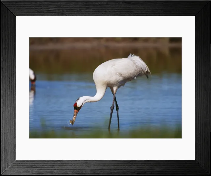 Framed Print : Whooping Crane TOM 213 Catching Blue Crabs, Aransas National Wildlife Refuge, Texas USA. Grus americana © Tom & Pat Leeson / ARDEA LONDON Framed Print : Whooping Crane TOM 213 Catching Blue Crabs, Aransas National Wildlife Refuge, Texas USA. Grus americana © Tom & Pat Leeson / ARDEA LONDON