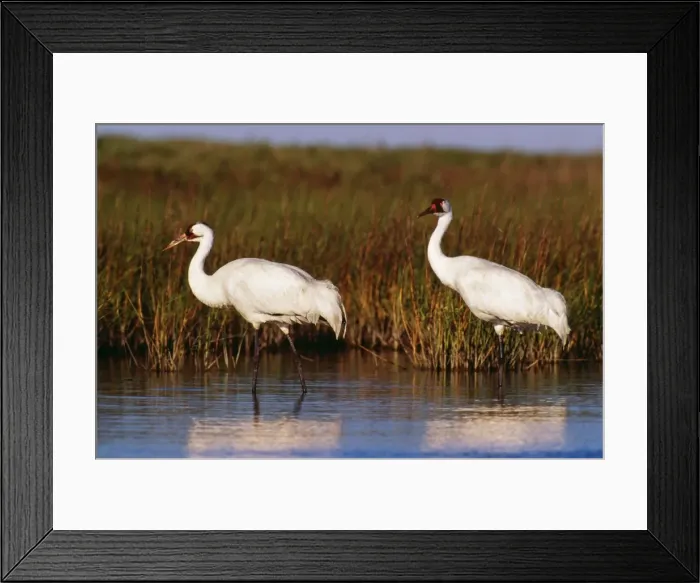 Framed Print : Whooping Cranes TOM 214 Aransas National Wildlife Refuge, Texas. Grus americana © Tom & Pat Leeson / ARDEA LONDON Framed Print : Whooping Cranes TOM 214 Aransas National Wildlife Refuge, Texas. Grus americana © Tom & Pat Leeson / ARDEA LONDON