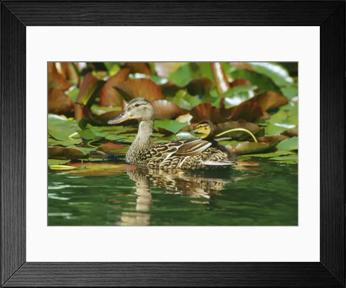 Framed Print : Mallard Duck TOM 46 Hen with ducklings among lily pads Anas Platyrhynchos © Tom & Pat Leeson / ARDEA LONDON Framed Print : Mallard Duck TOM 46 Hen with ducklings among lily pads Anas Platyrhynchos © Tom & Pat Leeson / ARDEA LONDON
