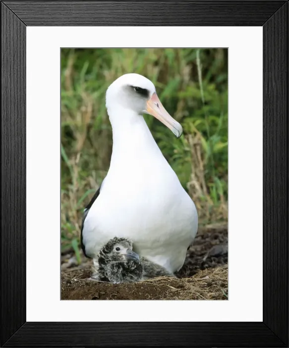 Framed Print : Laysan Albatross - at nest with chick Kilauea Point National Wildlife Refuge, Hawaii Framed Print : Laysan Albatross - at nest with chick Kilauea Point National Wildlife Refuge, Hawaii