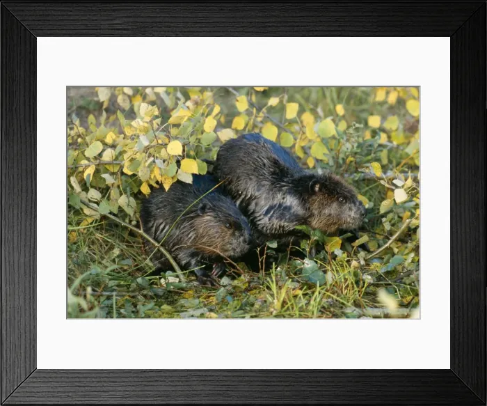 Framed Print : American Beaver TOM 6 x 2, western USA. Castor canadensis © Tom & Pat Leeson / ARDEA LONDON Framed Print : American Beaver TOM 6 x 2, western USA. Castor canadensis © Tom & Pat Leeson / ARDEA LONDON