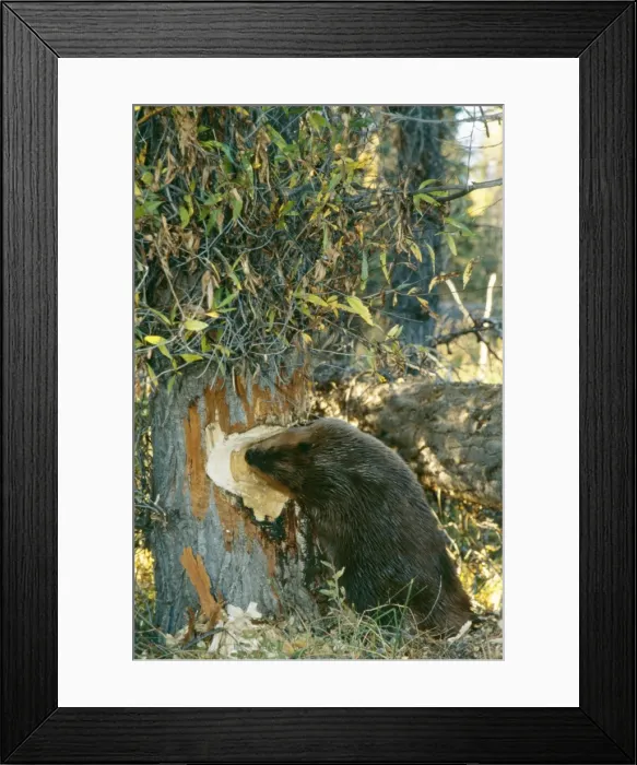 Framed Print : American Beaver TOM 8 Gnawing at tree Castor canadensis © Tom & Pat Leeson / ARDEA LONDON Framed Print : American Beaver TOM 8 Gnawing at tree Castor canadensis © Tom & Pat Leeson / ARDEA LONDON