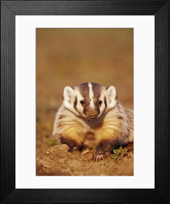 Framed Print : American Badger TOM 83 Young Badger, Theodore Roosevelt N. P. North Dakota. Taxidea taxus © Tom & Pat Leeson / ARDEA LONDON Framed Print : American Badger TOM 83 Young Badger, Theodore Roosevelt N. P. North Dakota. Taxidea taxus © Tom & Pat Leeson / ARDEA LONDON