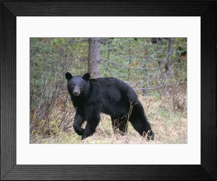 Framed Print : Black Bear TOM 85 Walking, side view - Banff National Park, Alberta, Canada Ursus americanus © Tom & Pat Leeson / ARDEA LONDON Framed Print : Black Bear TOM 85 Walking, side view - Banff National Park, Alberta, Canada Ursus americanus © Tom & Pat Leeson / ARDEA LONDON