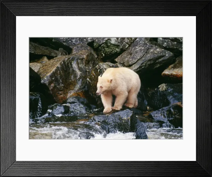 Framed Print : Kermode / Ghost / Spirit Bear TOM 90 British Columbia Canada. Ursus americanus kermore © Tom & Pat Leeson / ARDEA LONDON Framed Print : Kermode / Ghost / Spirit Bear TOM 90 British Columbia Canada. Ursus americanus kermore © Tom & Pat Leeson / ARDEA LONDON