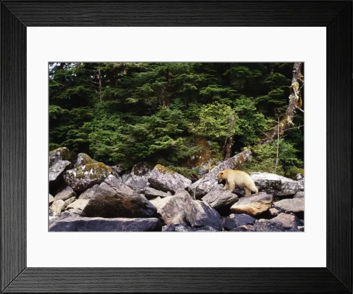 Framed Print : Kermode / Ghost / Spirit Bear TOM 91 British Columbia Canada. Ursus americanus kermode © Tom & Pat Leeson / ARDEA LONDON Framed Print : Kermode / Ghost / Spirit Bear TOM 91 British Columbia Canada. Ursus americanus kermode © Tom & Pat Leeson / ARDEA LONDON
