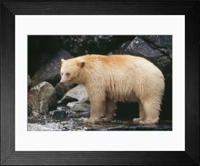 Framed Print : Kermode / Ghost / Spirit Bear TOM 93 British Columbia Canada. Ursus americanus kermode © Tom & Pat Leeson / ARDEA LONDON Framed Print : Kermode / Ghost / Spirit Bear TOM 93 British Columbia Canada. Ursus americanus kermode © Tom & Pat Leeson / ARDEA LONDON