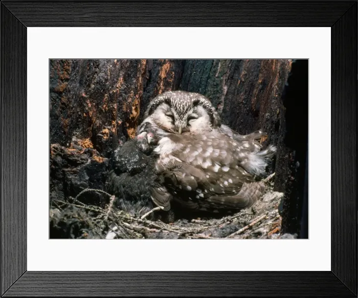Framed Print : Tengmalms Owl - sleeping with young in nest Framed Print : Tengmalms Owl - sleeping with young in nest