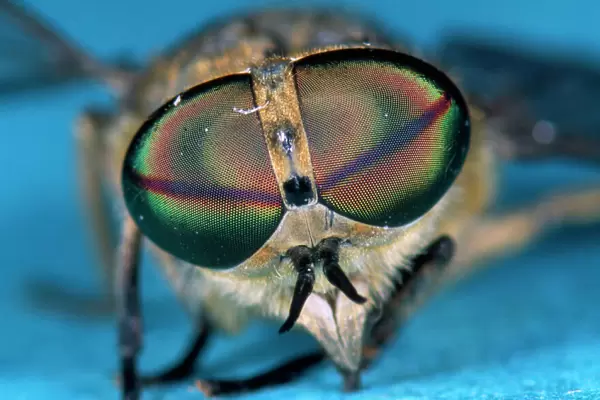 Horsefly - detailed study of eyes