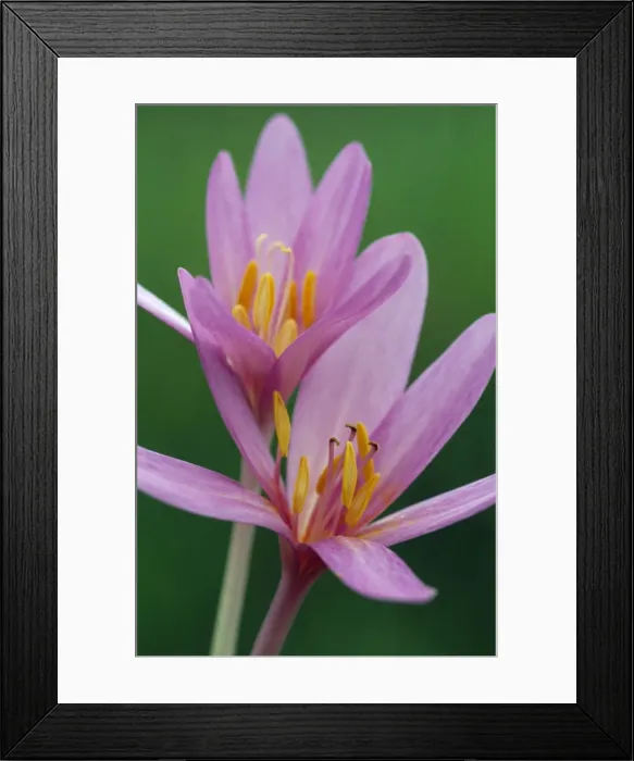 Framed Print : Autumn Crocus / Meadow Saffron - has medicinal properties & used in the treatment of Leukaemia & gout Framed Print : Autumn Crocus / Meadow Saffron - has medicinal properties & used in the treatment of Leukaemia & gout