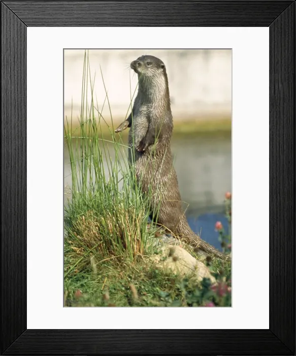 Framed Print : European Otter - standing on hind legs Framed Print : European Otter - standing on hind legs