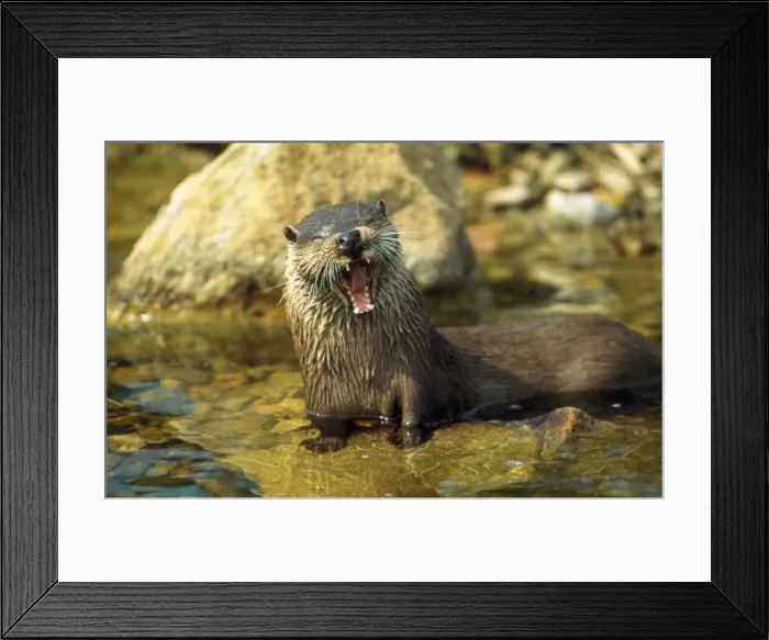 Framed Print : European Otter - yawning Framed Print : European Otter - yawning