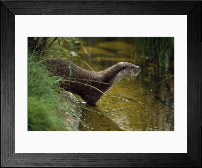 Framed Print : European Otter Framed Print : European Otter