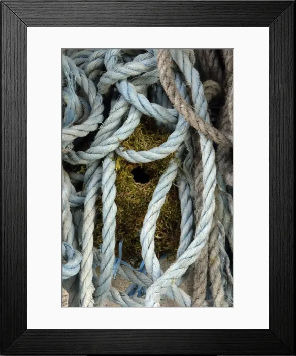 Framed Print : Wren-nest built amongst ropes in garden shed, Northumberland UK Framed Print : Wren-nest built amongst ropes in garden shed, Northumberland UK