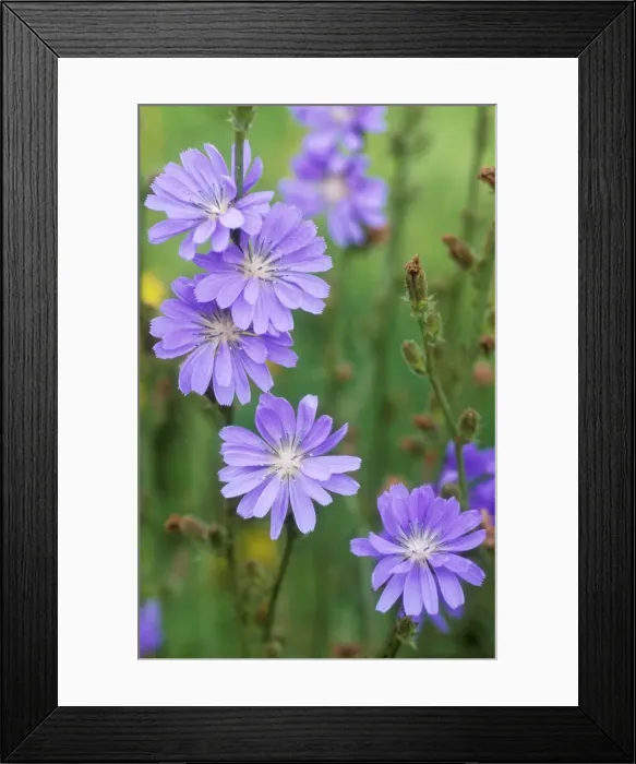 Framed Print : Chicory. USH-25. CHICORY - in flower. Cichorium intybus Framed Print : Chicory. USH-25. CHICORY - in flower. Cichorium intybus